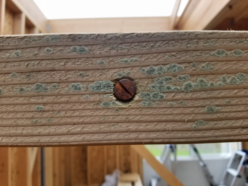 Close-up of mold patches along a wooden floor joist